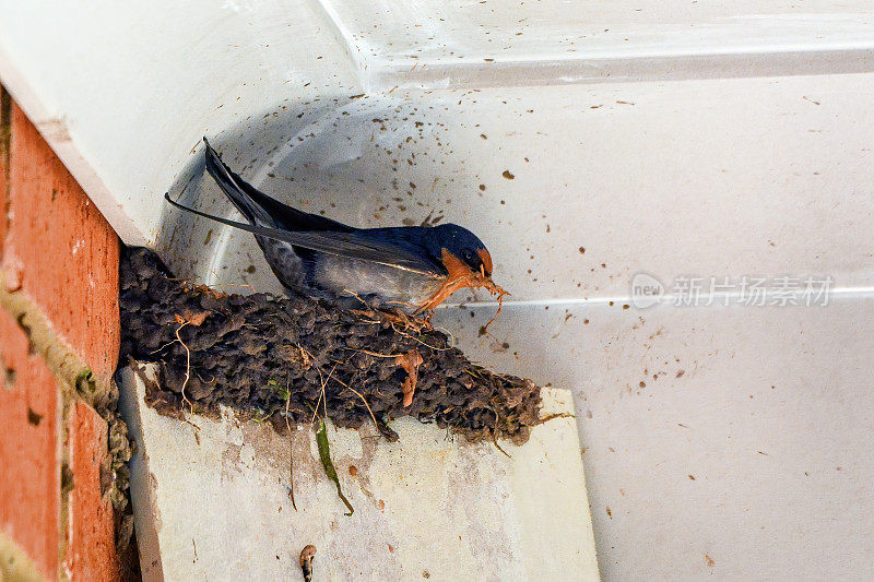 欢迎吞咽(Hirundo neoxena)